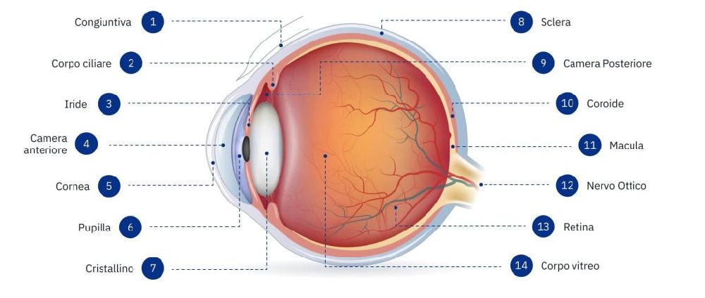 Anatomia dell'occhio | OffHealth